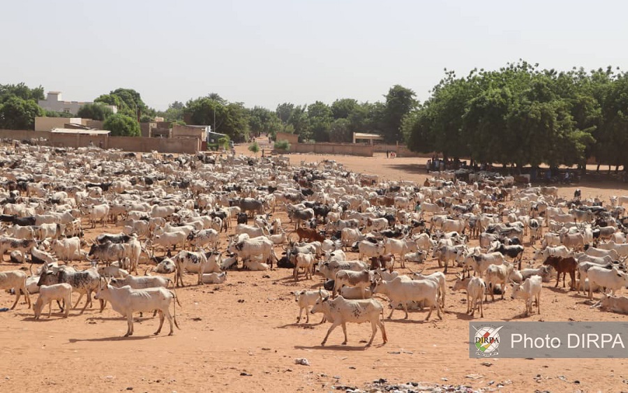 Marakala : Environ 1 600 têtes de bœufs récupérées aux GAT remises aux autorités par les FAMa